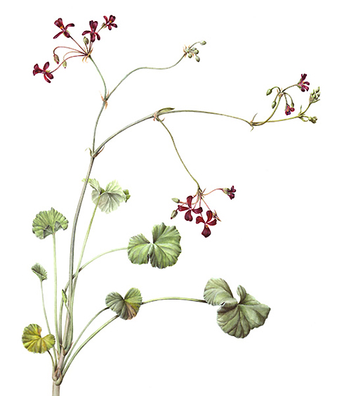 Pelargonium sidoides